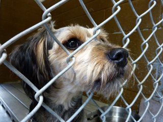 Photograph of a dog poking its nose through a chain linked fence.